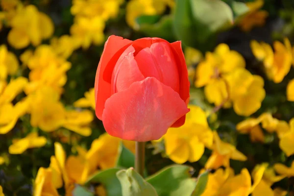 Eine Makroaufnahme Der Schönen Roten Rose Die Einem Garten Mit — Stockfoto