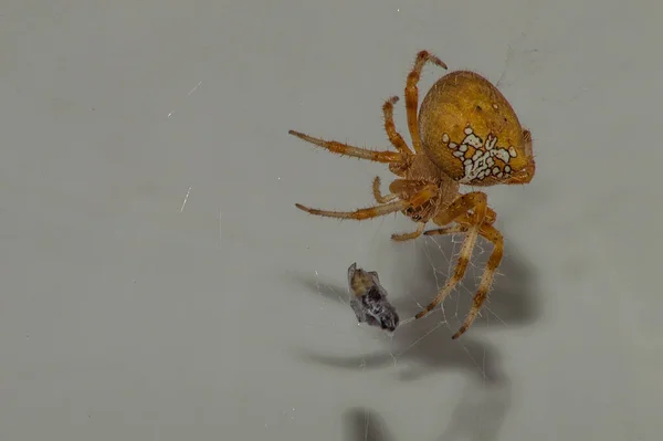 Primer Plano Una Araña Cruzada Ordinaria Atrapando Una Mosca Fondo —  Fotos de Stock