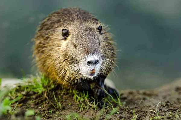 Close Coypu Fofo Bonito Uma Pilha Grama Livre Com Fundo — Fotografia de Stock