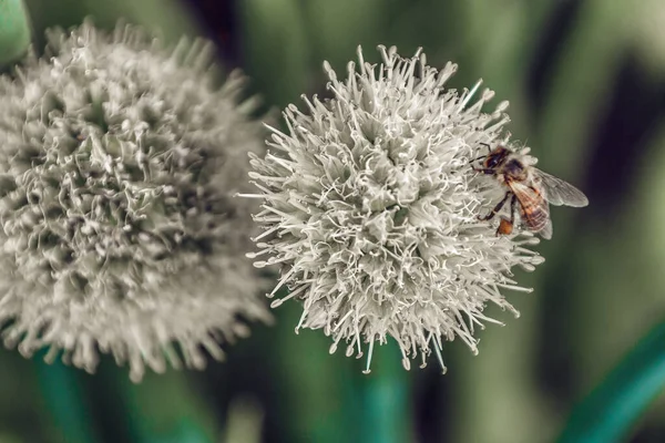 Detailní Záběr Včelího Opylení Rozkvetlém Květu Rozmazaném Pozadí — Stock fotografie