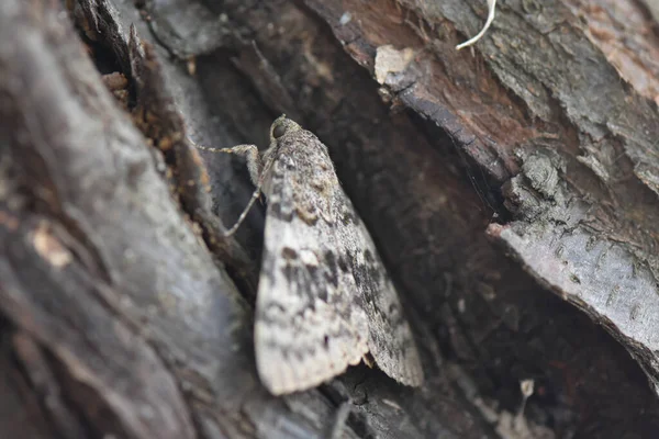 Primer Plano Una Mariposa Gris Árbol Con Hermosos Patrones — Foto de Stock