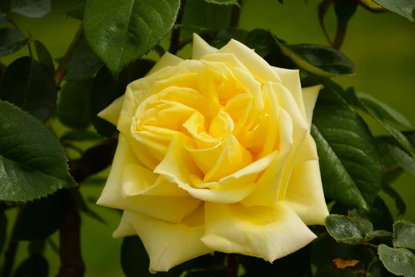 Una Macro Foto Hermosa Flor Amarilla Floreciendo Jardín — Foto de Stock