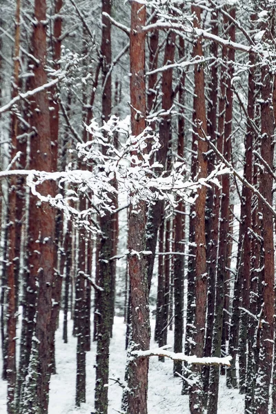 Grasboomtwijgen Bedekt Met Witte Sneeuw Het Bos Winter — Stockfoto