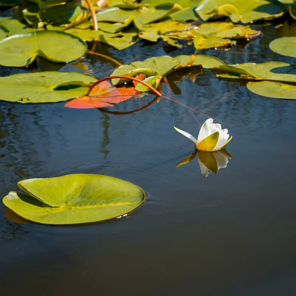 Vacker Utsikt Över Lotusbladen Sjön Parken — Stockfoto