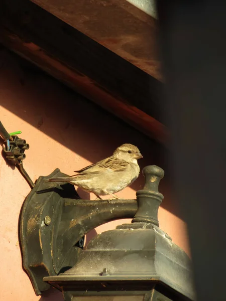 Güneş Işığının Altındaki Bir Lambaya Tünemiş Bir Serçe — Stok fotoğraf