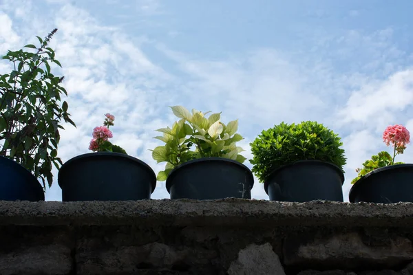 Low Angle Shot Different Plants Growing Pots Blue Sky — Stock Photo, Image