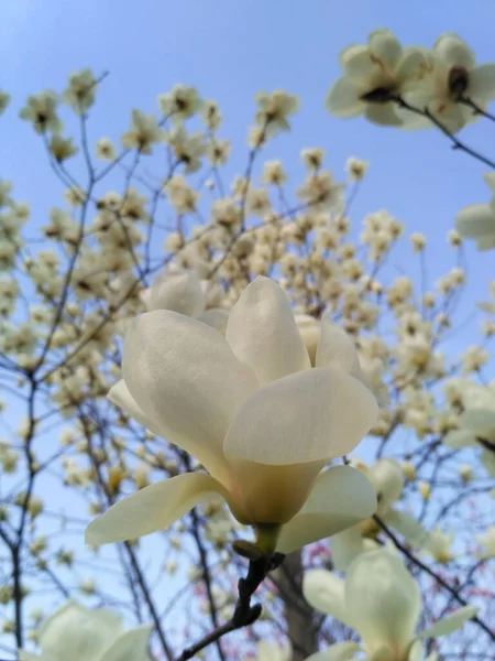 在一个背景模糊的花园里 美丽的白花正在绽放 从宏观上看它的美丽景象 — 图库照片