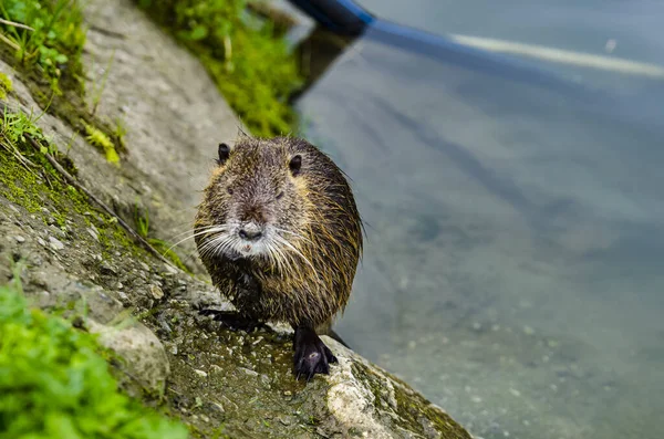 Een Closeup Van Een Schattige Kleine Coypu Staand Rotsen Naast — Stockfoto