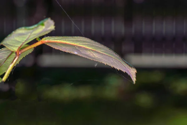 Une Mise Point Sélective Feuilles Vertes Fraîches Sous Les Projecteurs — Photo