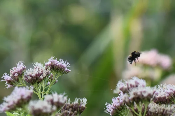 Closeup Shot Bee Flying Purplflower — Stock Photo, Image