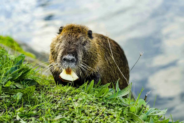 Een Closeup Van Een Schattige Pluizige Nutria Eten Vruchten Naast — Stockfoto