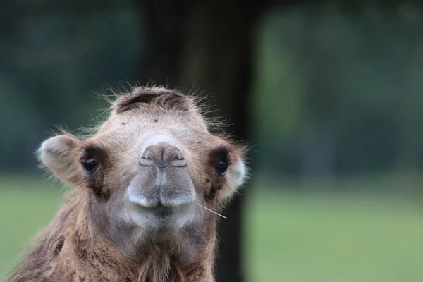 Nahaufnahme Des Kopfes Eines Kamels — Stockfoto