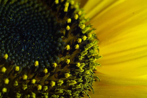 Fotografie Detaliată Unei Floarea Soarelui Galbenă Strălucitoare — Fotografie, imagine de stoc