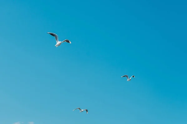 Tiro Gaviotas Blancas Volando Por Cielo Azul — Foto de Stock