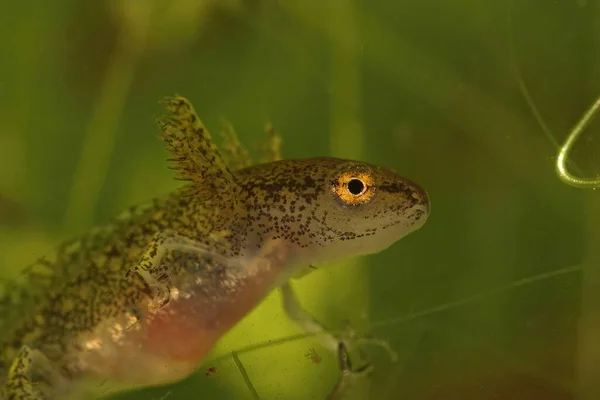 Närbild Larv Montadons Newt Lissotriton Montandoni Vatten — Stockfoto