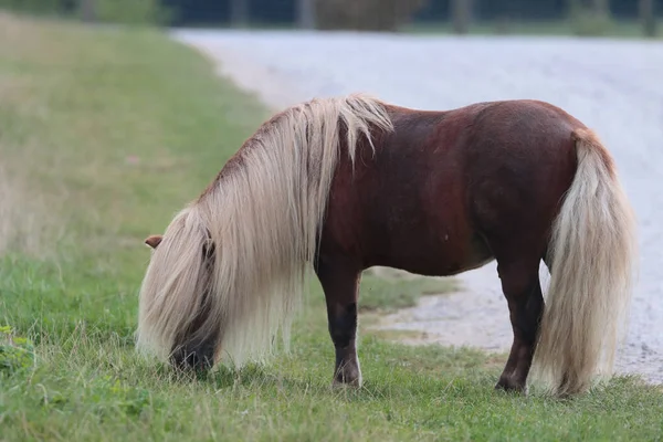 Een Schattige Pony Een Veld — Stockfoto