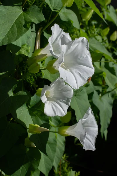 Een Close Shot Van Rutland Beauty Plant Calystegia Sepium Onder — Stockfoto