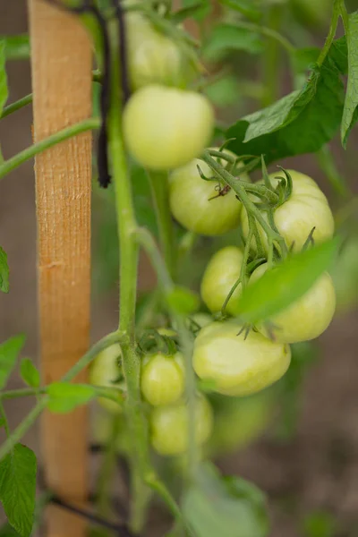 Ein Vertikaler Schuss Unreifer Grüner Tomaten Die Garten Wachsen — Stockfoto