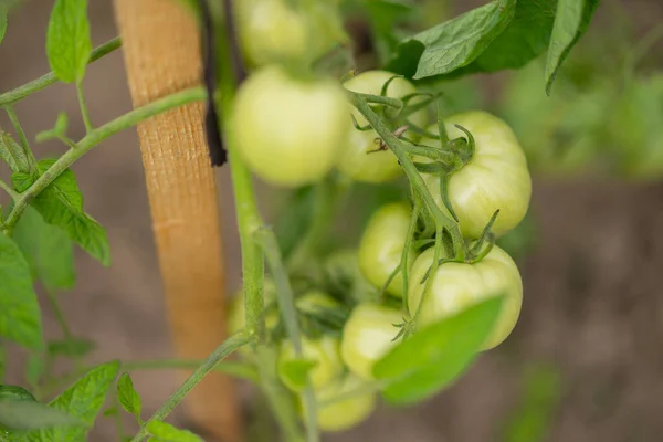 Eine Nahaufnahme Unreifer Grüner Tomaten Die Garten Wachsen — Stockfoto