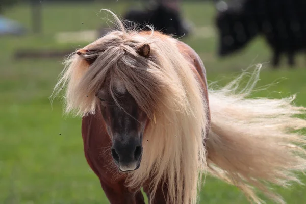 Een Schattige Pony Een Veld — Stockfoto