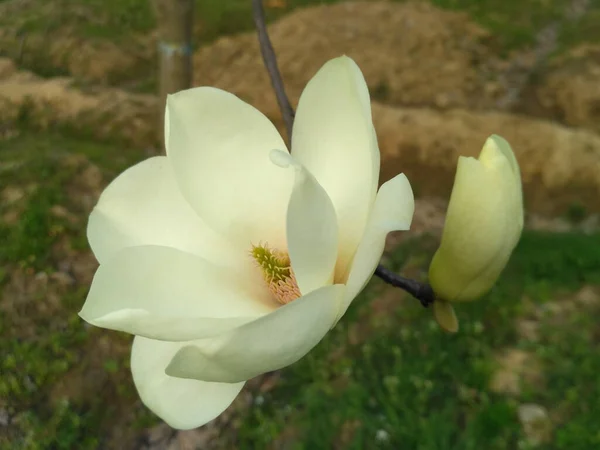 Una Macro Toma Hermosa Vista Flor Blanca Jardín Con Fondo —  Fotos de Stock