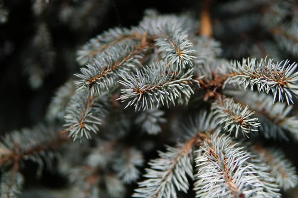 Ένα Κοντινό Πλάνο Από Κλαδιά Του Colorado Blue Spruce — Φωτογραφία Αρχείου