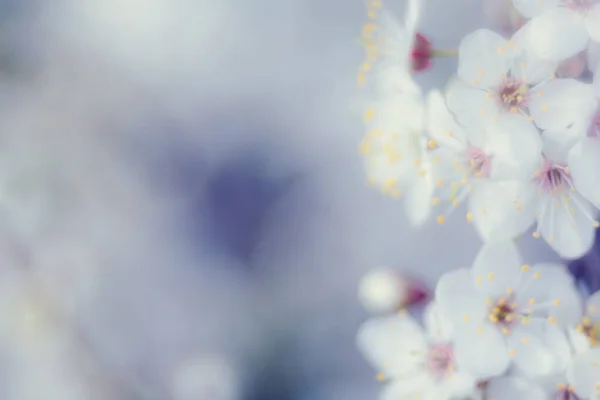 Lindas Flores Brancas Crescidas Galho Árvore — Fotografia de Stock