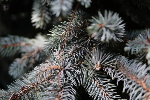 Closeup Shot Colorado Blue Spruce Branches — Stock Photo, Image