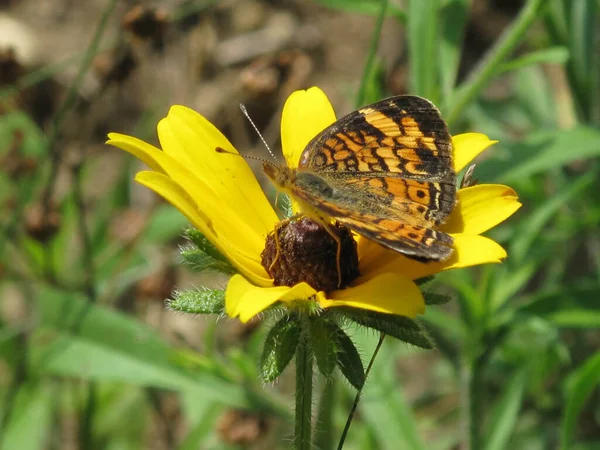 Селективный Снимок Бабочки Сидящей Темноглазой Сьюзан Саду — стоковое фото