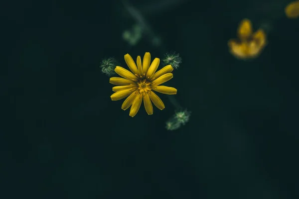 Närbild Bild Gula Scouler Woollyweed Blommor Isolerad Mörk Bakgrund — Stockfoto