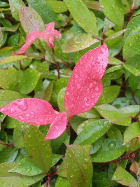 Macro Shot Beautiful Vertical Angled View Garden Leafs Rain Dropping — Stock Photo, Image