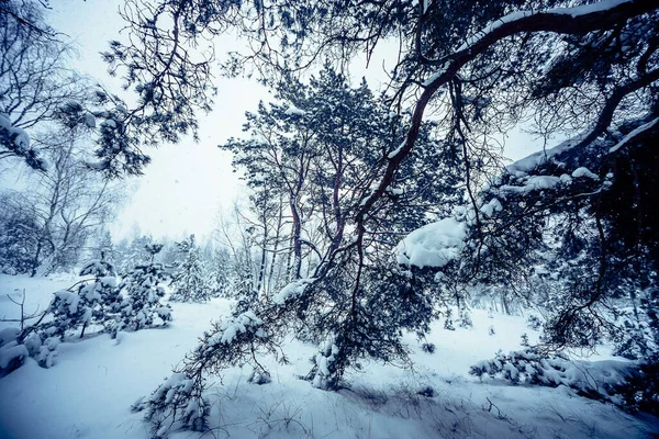 Mnoho Stromů Pokrytých Bílým Sněhem Lese Zimě — Stock fotografie