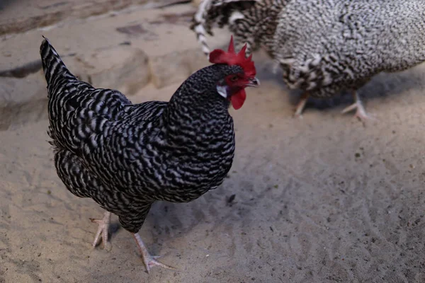 Gros Plan Poulet Plymouth Dans Une Ferme — Photo