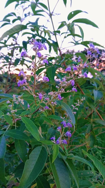 在阳光下 一种有绿叶和紫罗兰花的野生植物的垂直截图 — 图库照片