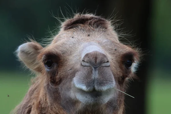 Nahaufnahme Des Kopfes Eines Kamels — Stockfoto