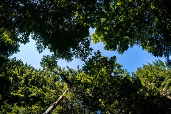 Uma Visão Baixo Ângulo Das Árvores — Fotografia de Stock