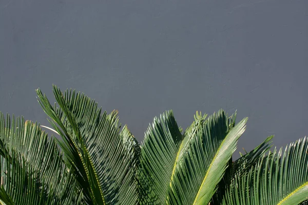 Primer Plano Cycas Sale Bajo Luz Del Sol Sobre Fondo — Foto de Stock