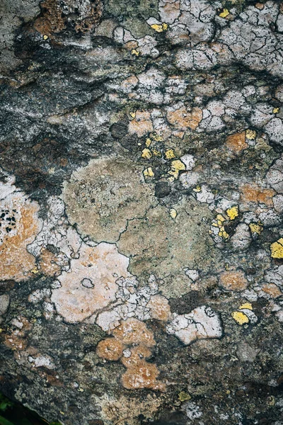 Крупный План Грубой Скалистой Поверхности Покрытой Лишайником — стоковое фото