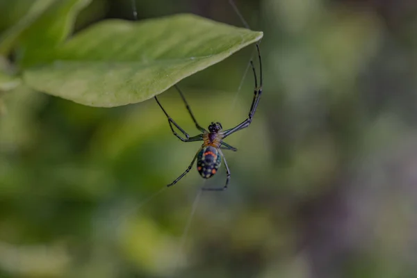 Ένα Κοντινό Πλάνο Μιας Αράχνης Έναν Ιστό Αράχνης Πράσινα Φυτά — Φωτογραφία Αρχείου