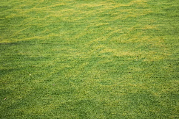 Green Grass Field Background Grass Close Backdrop — Stock Photo, Image