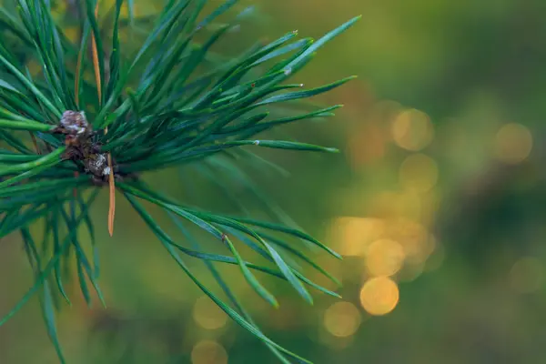 Närbild Vintergröna Trädets Gren Suddig Bakgrund Skogen — Stockfoto