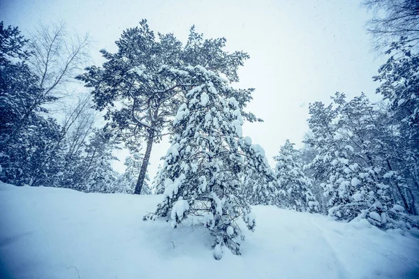 Krásný Výhled Věčně Zelené Stromy Pokryté Bílým Hustým Sněhem Lesích — Stock fotografie