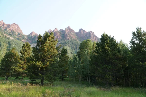 Una Vista Naturale Alberi Alti Una Foresta Montagne Rocciose Sotto — Foto Stock