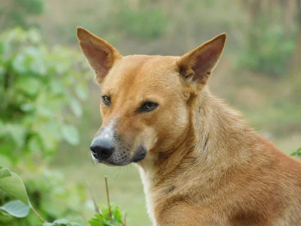 Een Close Van Mooie Roodharige Hond Die Rondkijkt — Stockfoto