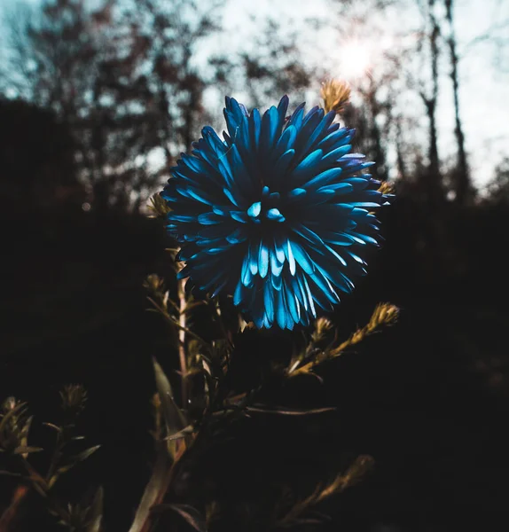 Enfoque Selectivo Una Flor Oveja Jardín Sobre Fondo Borroso Oscuro — Foto de Stock