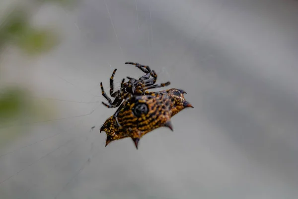 Bir Örümcek Ağında Bir Gasteracantha Cancriforis Örümceğinin Spinyback Orbweaver Yakın — Stok fotoğraf