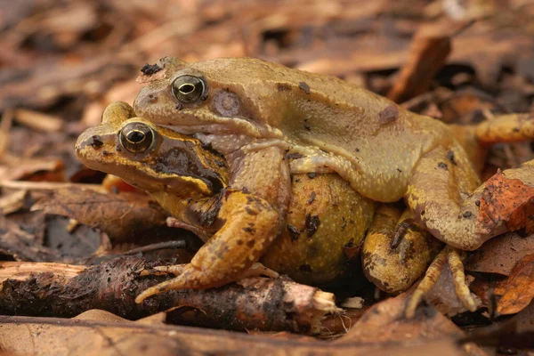 Detailní Záběr Dvě Evropské Hnědé Žáby Rana Temporaria Amplexus Forrest — Stock fotografie