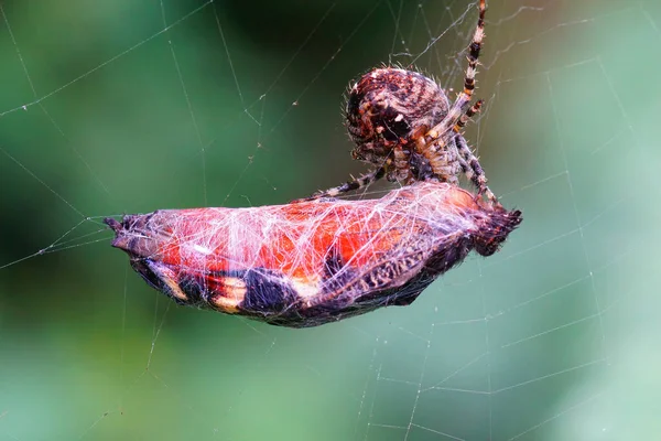 Une Araignée Jardin Araneus Diadematus Capturé Papillon Paon Inachis Dans — Photo