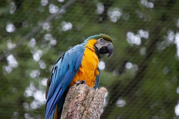 Ένας Χρωματιστός Παπαγάλος Στο Δέντρο — Φωτογραφία Αρχείου