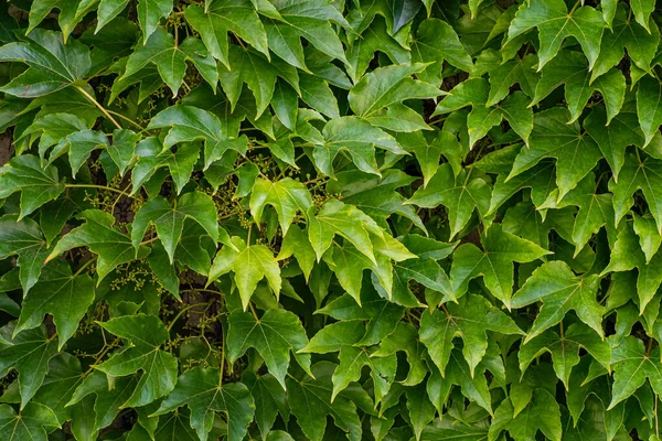 Een Close Van Prachtige Levendige Groene Bladeren Patroon — Stockfoto